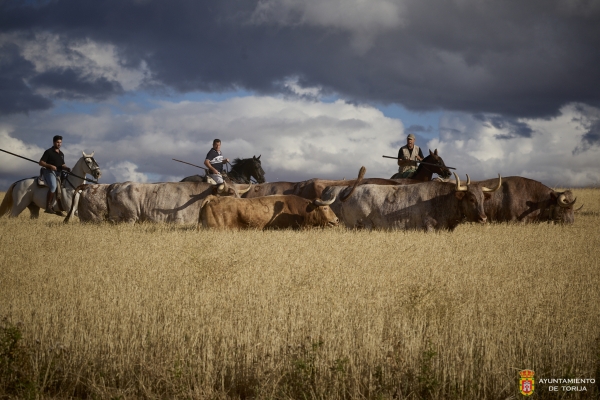 SEGUNDO ENCIERRO POR EL CAMPO DE TORIJA CON LOS TOROS DE &quot;EL TORREÓN&quot; Y CARRIQUIRI