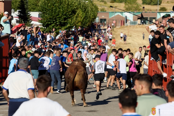 TORIJA CELEBRA SIN INCIDENTES EL PRIMER ENCIERRO POR EL CAMPO DE SUS FIESTAS PATRONALES