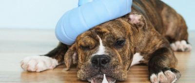 EL AYUNTAMIENTO DE TORIJA INFORMA SOBRE UN BROTE DE &quot;TOS DE LAS PERRERAS&quot; EN LOS ANIMALES CANINOS