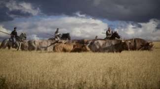 SEGUNDO ENCIERRO POR EL CAMPO DE TORIJA CON LOS TOROS DE "EL TORREÓN" Y CARRIQUIRI