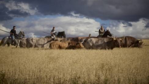 SEGUNDO ENCIERRO POR EL CAMPO DE TORIJA CON LOS TOROS DE "EL TORREÓN" Y CARRIQUIRI
