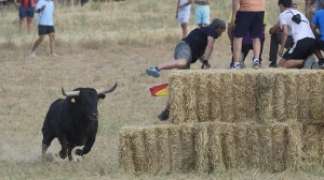 EMOCIÓN EN EL PRIMER ENCIERRO POR EL CAMPO DE TORIJA CON TORRESTRELLA Y ZALDUENDO