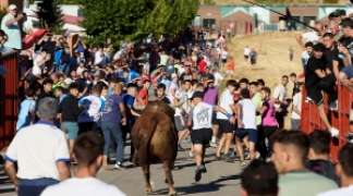 TORIJA CELEBRA SIN INCIDENTES EL PRIMER ENCIERRO POR EL CAMPO DE SUS FIESTAS PATRONALES