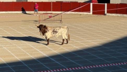 LA PEÑA TAURINA "LA ESTOCADA" CELEBRA SU DÍA CON UNA JORNADA LLENA DE DIVERSIÓN