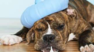 EL AYUNTAMIENTO DE TORIJA INFORMA SOBRE UN BROTE DE "TOS DE LAS PERRERAS" EN LOS ANIMALES CANINOS